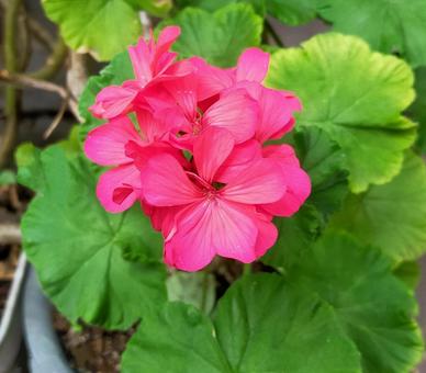 ゼラニウム 赤ピンク 鉢植え ゼラニウム 赤ピンク 鉢植えの写真