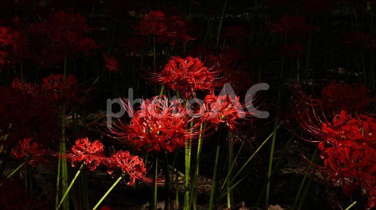【花の写真】彼岸花 彼岸花,ヒガンバナ,花の写真素材