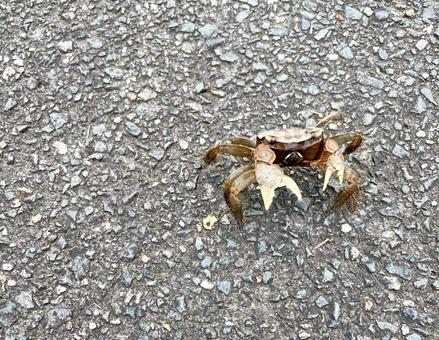 小さい蟹 生き物,蟹,ハサミの写真素材