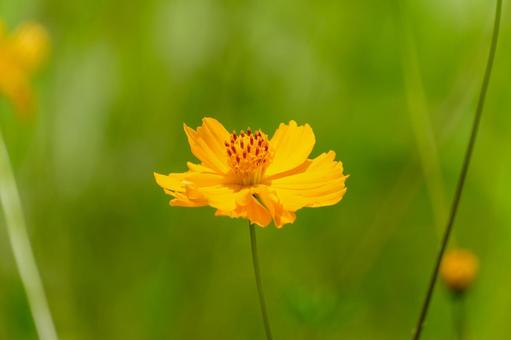 Yellow cosmos shining in the summer sunlight, JPG Yellow cosmos shining in the summer sunlight, JPG