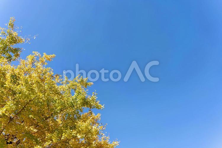 青い空とイチョウの葉の背景素材 秋,背景,バックグラウンドの写真素材