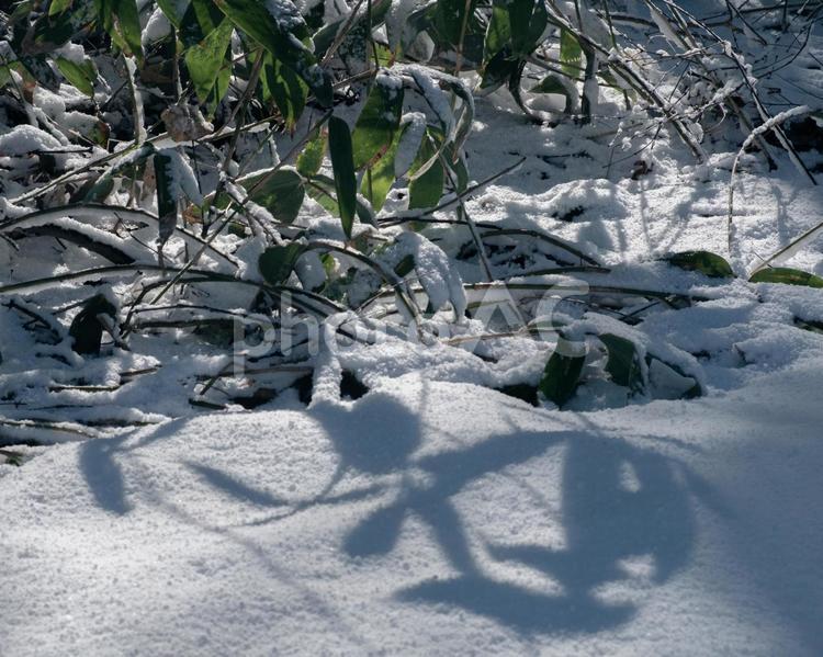雪面に映る影絵のような植物の影 植物,影,シルエットの写真素材