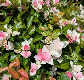 花壇に咲く花の写真