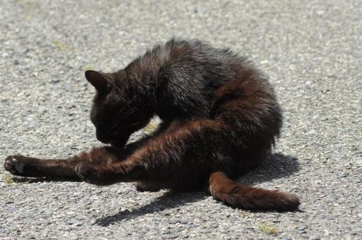 ねこ 箱座り,飼い猫,家猫の写真素材