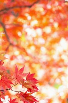 秋色に染まる紅葉の葉と柔らかな光 秋色に染まる紅葉の葉と柔らかな光の写真
