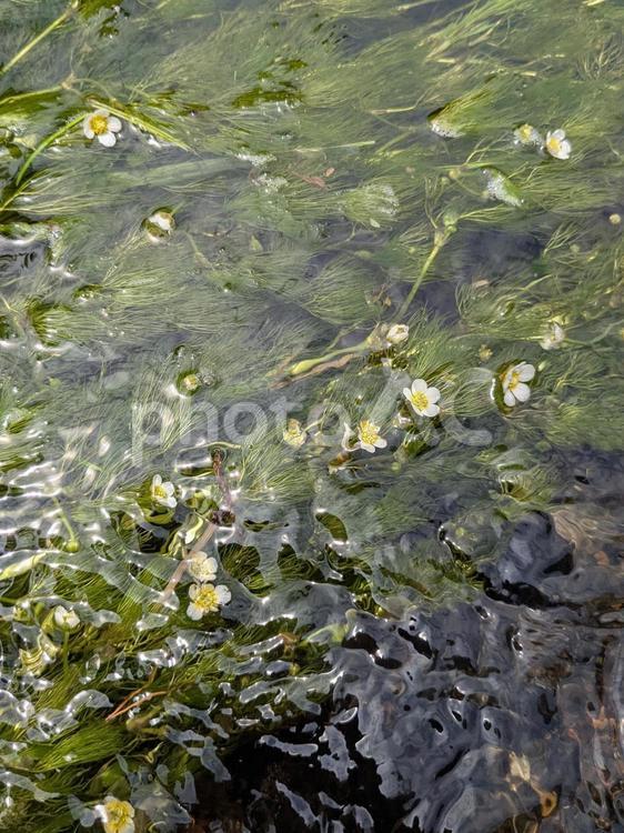 梅花藻 梅花藻,バイカモ,清流の写真素材