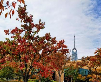紅葉 福岡,百道浜,秋の写真素材