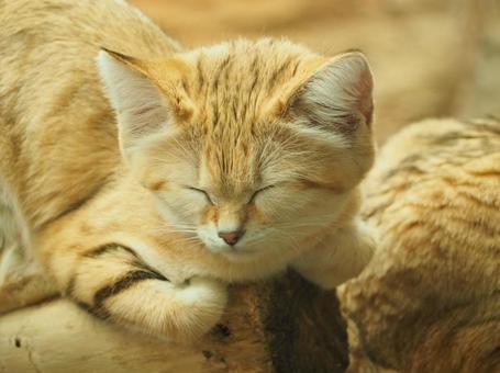 眠るスナネコ 眠るスナネコ スナネコ,猫,眠いの写真素材