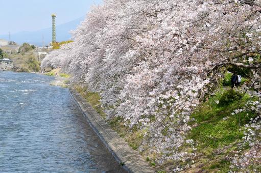 龍巌淵の桜 龍巌淵の桜 龍巌淵,桜,潤井川の写真素材