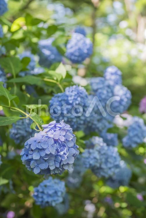 アジサイの群生 あじさい,青,花の写真素材