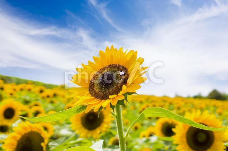 ひまわり　夏の風物詩 ひまわり,ひまわり畑,花の写真素材