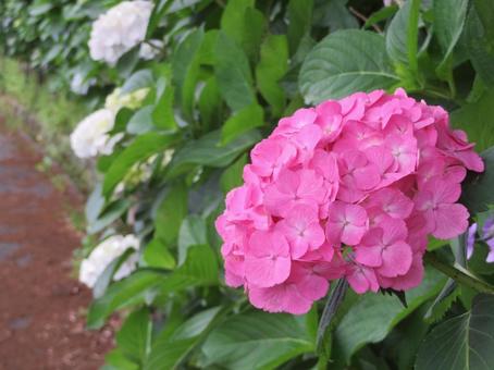 道端にピンクの紫陽花の写真
