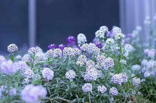 アリッサム アリッサムの写真