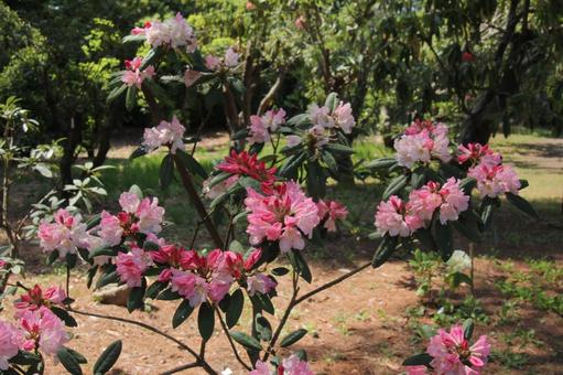 シャクナゲ・石楠花 シャクナゲ・石楠花の写真