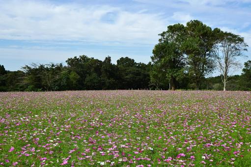 ＜秋のイメージ＞コスモス 秋桜,コスモス,秋のイメージの写真素材