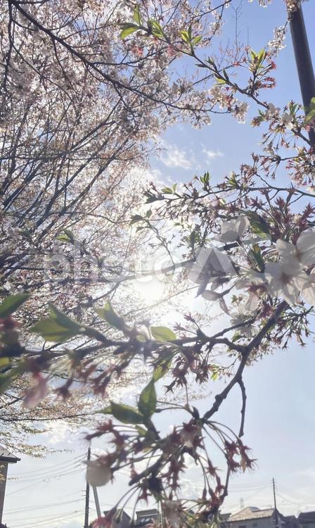 光がさしている桜 太陽と桜,桜と空,春の写真素材
