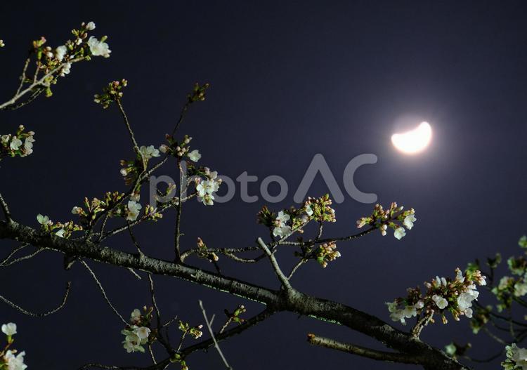 夜桜　大阪　堺市　泉北　桜並木 夜桜,大阪,堺市の写真素材