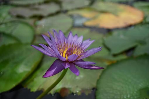 Purple water lily, JPG