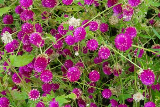 [秋]千日紅の写真