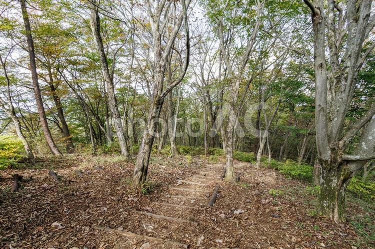 自然豊かな整備された雑木林 木々,ウォーキングコース,癒しの写真素材