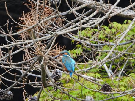 Kingfisher perched on the branch of an old pine tree, JPG