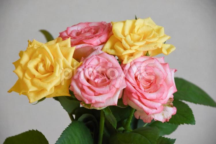 濡れた黄色とピンクの薔薇 水滴,黄色,花束の写真素材