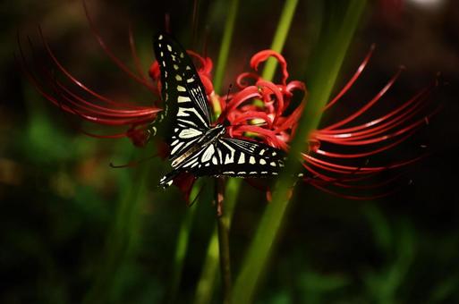 彼岸花と蝶の写真