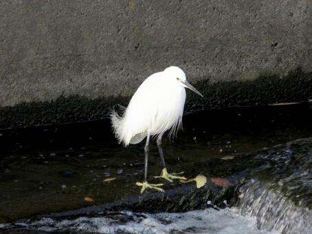 川の魚道付近で獲物を探すコサギ コサギ,鳥,野鳥の写真素材