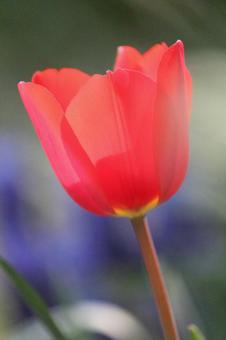 Tulip flowers, JPG Tulip flowers, JPG