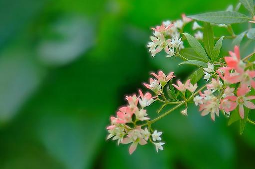 花模様ー季節の花 花模様ー季節の花の写真