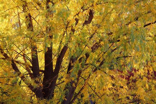 Autumn colors, autumn, autumn, late autumn, JPG