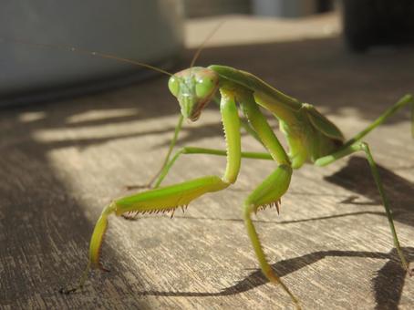 オオカマキリ カマキリ,昆虫,目の写真素材