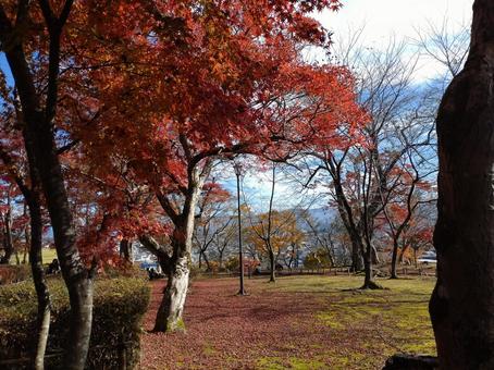 紅葉 自然,もみじ,紅葉狩りの写真素材
