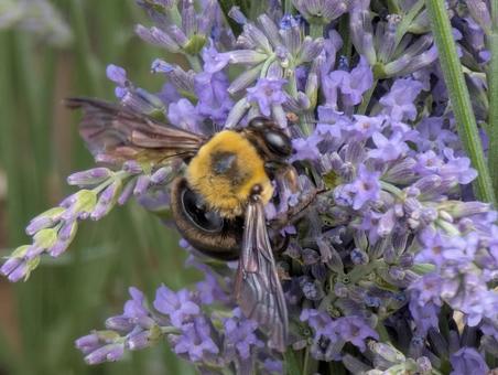 ずんぐり体形のクマバチとラベンダー ずんぐり体形のクマバチとラベンダーの写真