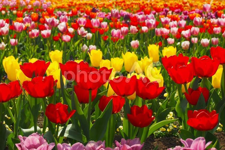 チューリップ畑② チューリップ,花畑,カラフルの写真素材