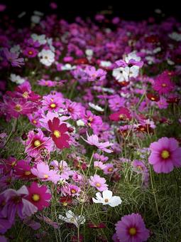 花 花の写真