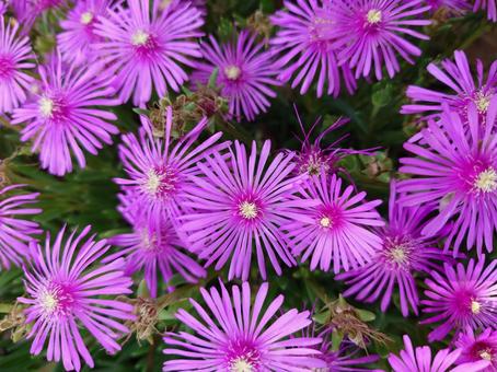 マツバギク マツバギク マツバギク,花束,キクの写真素材