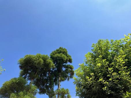 田舎の青空と木々 田舎の青空と木々 空,青空,夏の写真素材