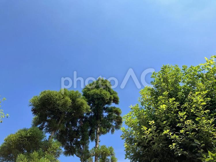 田舎の青空と木々 空,青空,夏の写真素材