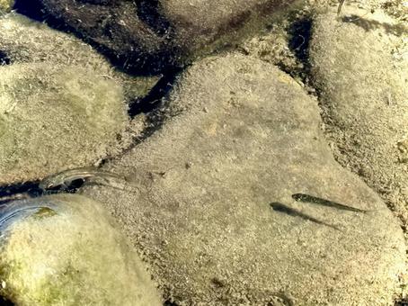 Young minnows resting on the bottom of the Naka River, JPG