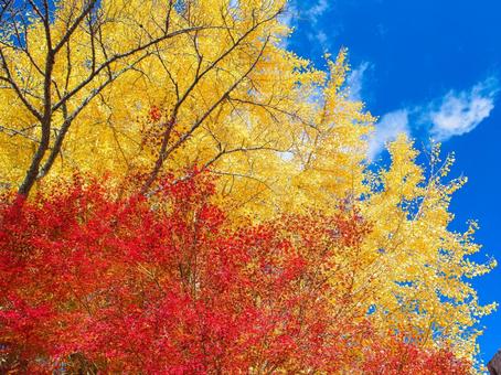 イチョウとカエデ モミジ,イチョウ,もみじの写真素材