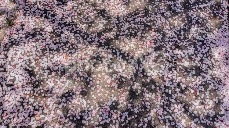 散り桜2 野外,屋外,自然の写真素材