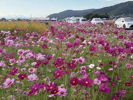 福井県 曇り空と宮ノ下コスモス公苑 福井県 曇り空と宮ノ下コスモス公苑 福井県,宮ノ下コスモス公苑,曇りの写真素材