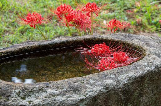 水に浮いた彼岸花 水に浮いた彼岸花 9月,秋,彼岸の写真素材