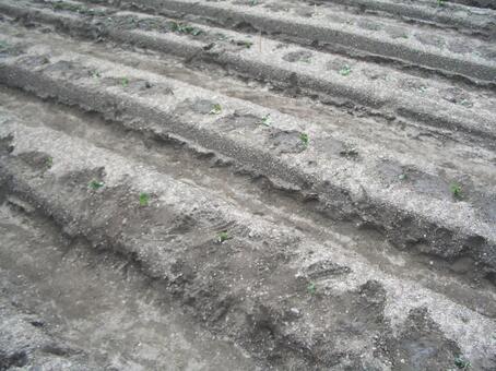 水を抜いた畑 畑,土,耕地の写真素材
