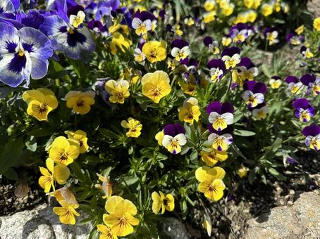 ブルーとイエローの花の写真