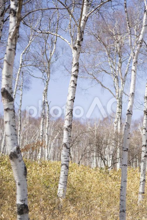 青空に映える春の白樺の森 白樺,春,長野の写真素材