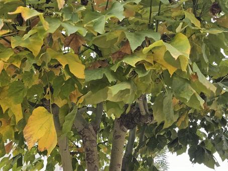 葉っぱ 葉っぱ,葉,秋の写真素材