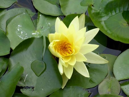 植物園の池で、やや偏って開花したスイレンの写真