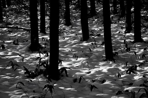 林の中の雪の陰影 林の中の雪の陰影の写真
